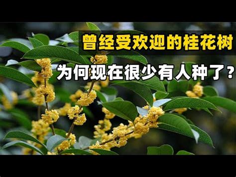 種桂花禁忌|種桂花風水：旺宅4大禁忌